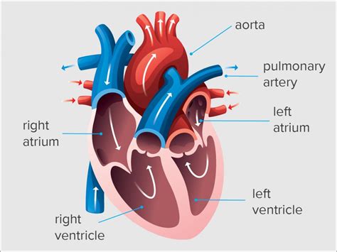 end diastolic volume chart